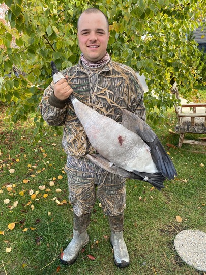 Greater Canada Goose