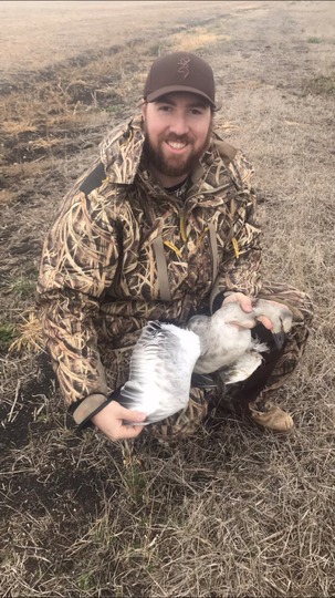 Ross's Goose