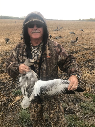 Ross's Goose