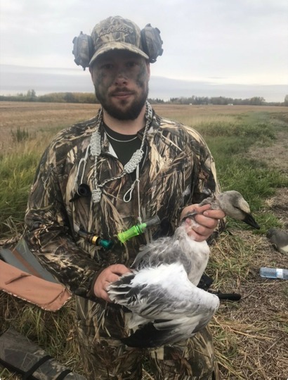 Ross's Goose