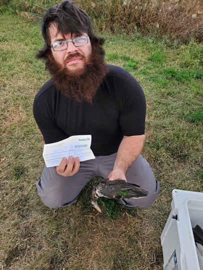 Green Winged Teal Duck