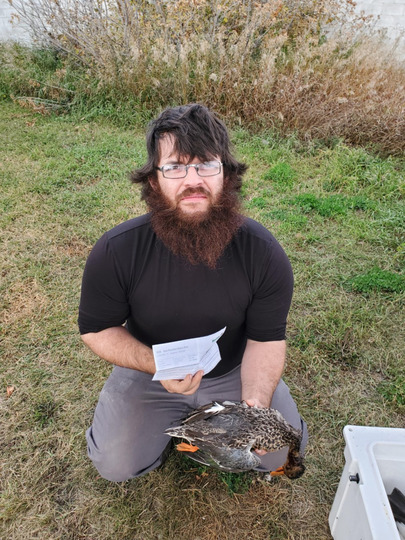 Shoveler Duck