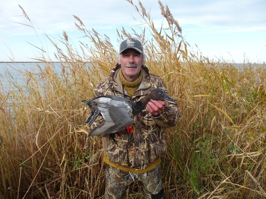 Canvasback Duck