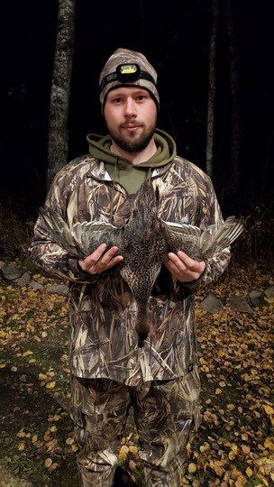 Pintail Duck
