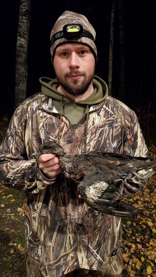 American Widgeon Duck