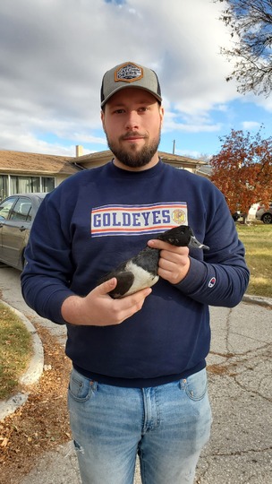 Ring-Necked Duck