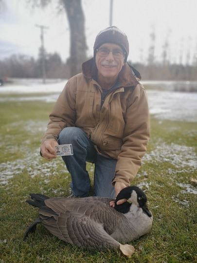 Greater Canada Goose