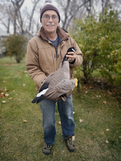 Lesser Canada Goose