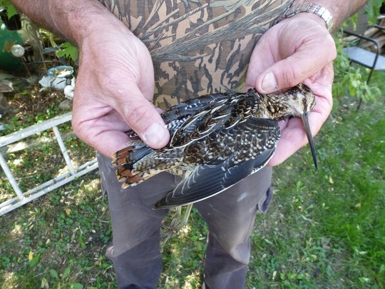 Snipe