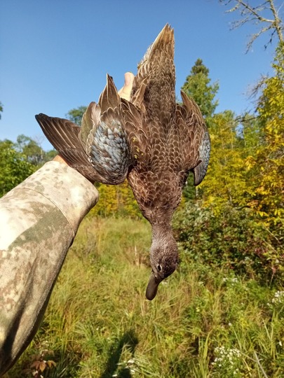 Blue Winged Teal Duck