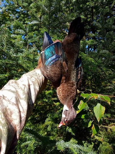 Wood Duck