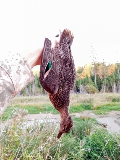 Green Winged Teal Duck
