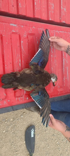 Wood Duck