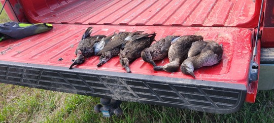 Blue Winged Teal Duck