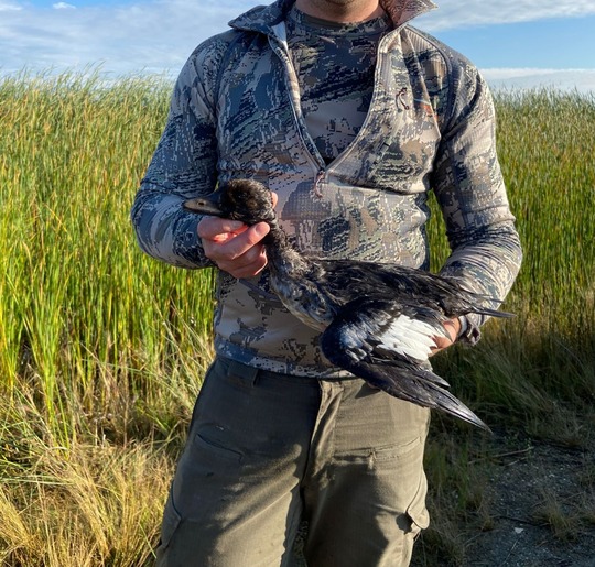Lesser Scaup Duck