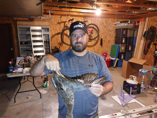 Blue Winged Teal Duck