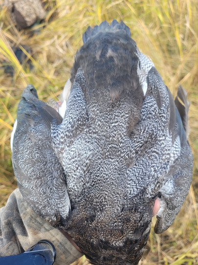Lesser Scaup Duck
