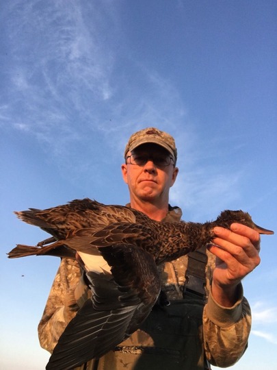 Gadwall Duck