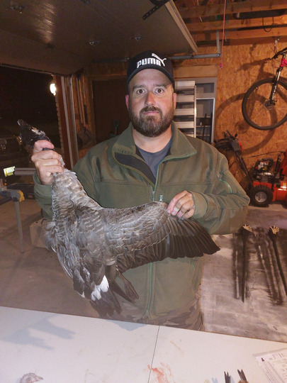 Greater Canada Goose