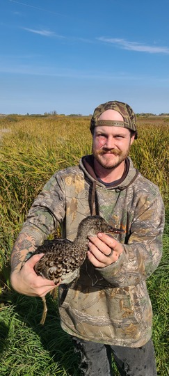 Gadwall Duck
