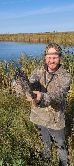 Shoveler Duck
