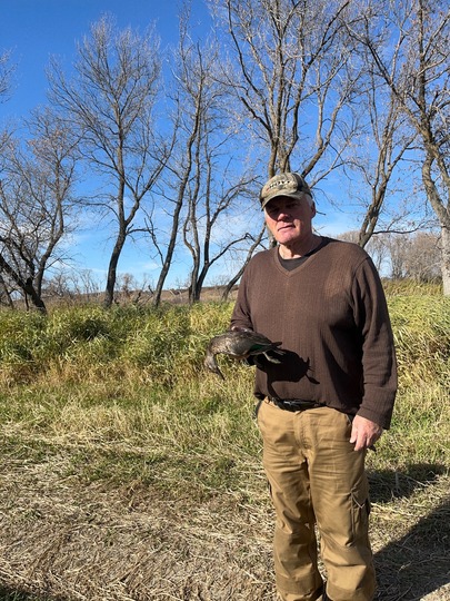 Gadwall Duck