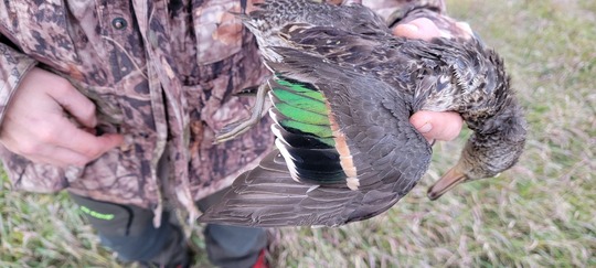 Green Winged Teal Duck