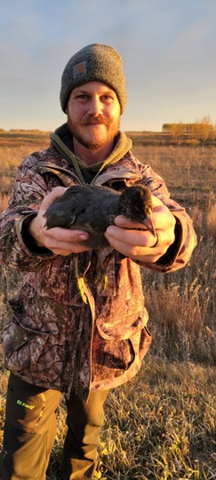 Coot