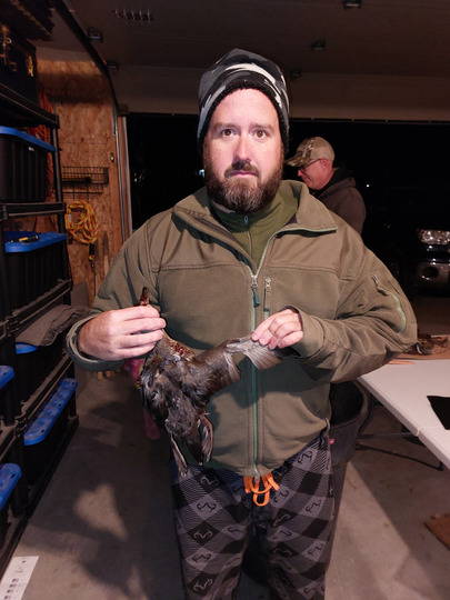 Wood Duck