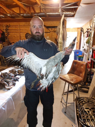 Ross's Goose