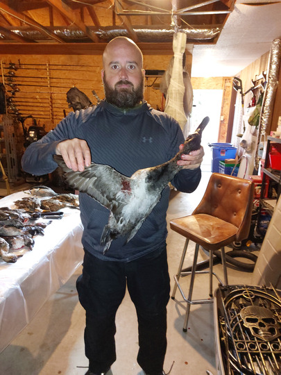 Canvasback Duck