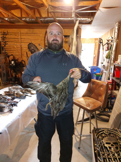 Shoveler Duck