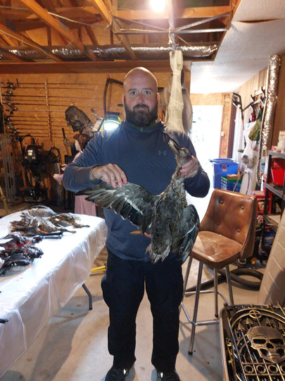 Mallard Duck