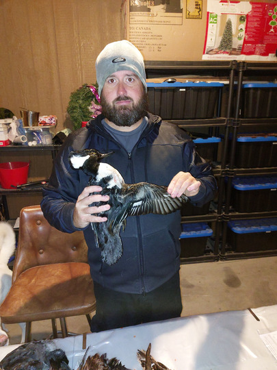 Merganser Duck