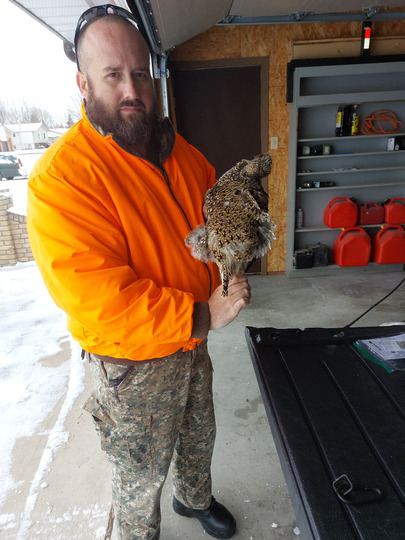 Sharptail Grouse
