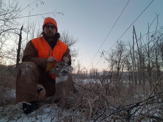 White-tailed Deer