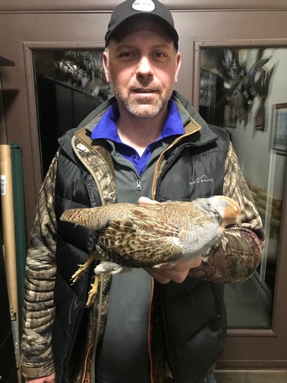 Gray (Hungarian) Partridge