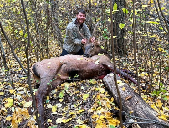 Elk