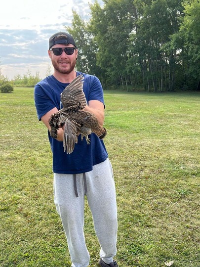 Ruffed Grouse