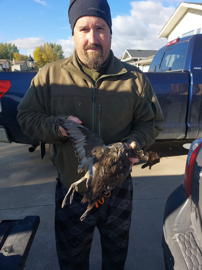 Pintail Duck