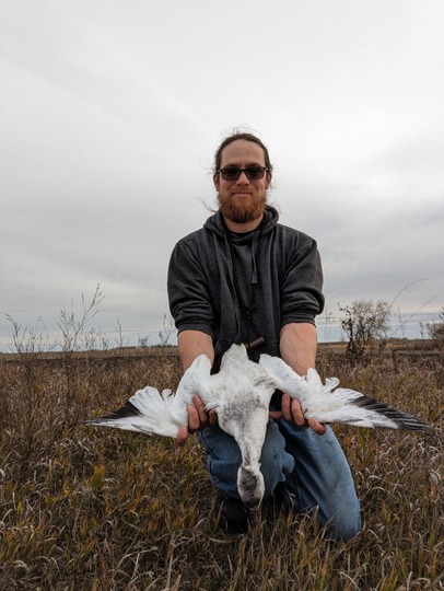 Ross's Goose