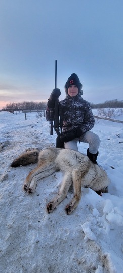 Coyote