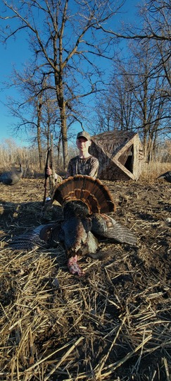 Wild Turkey
