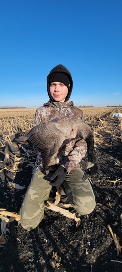 Lesser Canada Goose