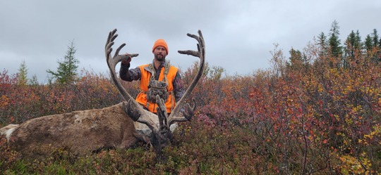 Caribou