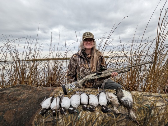 Gadwall Duck