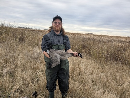 Lesser Canada Goose
