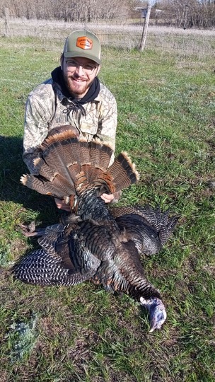 Wild Turkey