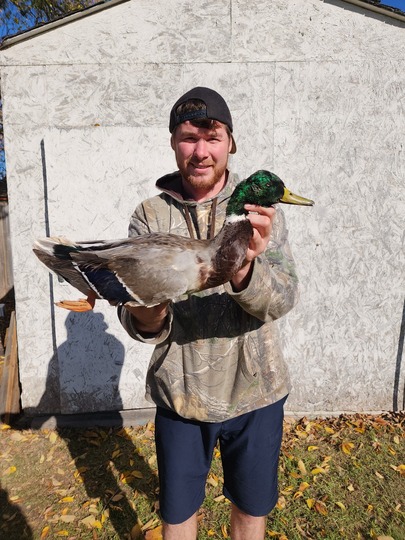 Mallard Duck