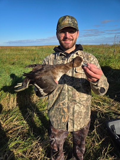 Lesser Scaup Duck